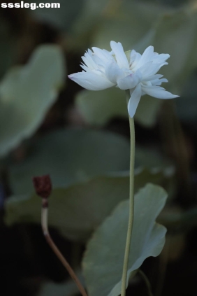 [YITUYU艺图语]2025.09.26 荷韵 若寒Rock[12P115M]