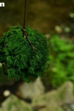 [YITUYU艺图语]2025.10.17 绿意重渡沟 岭云[10P237M]