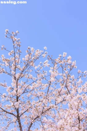 [YITUYU艺图语]2025.05.13 辰山植物园樱花 若寒Rock[27P358M]