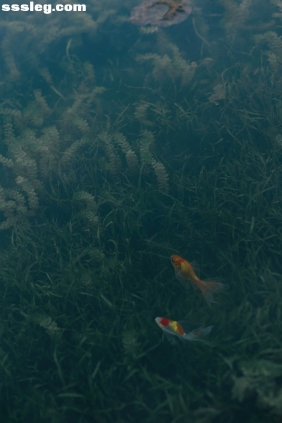 [YITUYU艺图语]2025.09.29 留得残荷听雨声 若寒Rock[48P454M]