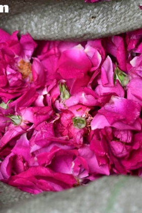 [YITUYU艺图语]2025.10.24 鲜花饼店的玫瑰 岭云[16P374M]