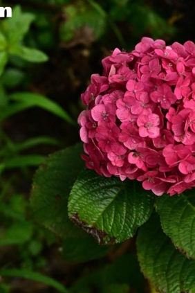 [YITUYU艺图语]2025.09.02 云岭天香的鲜花 岭云[9P221M]