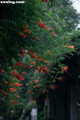 [YITUYU艺图语]2025.07.20 老门东雨中的凌霄花[19P138M]